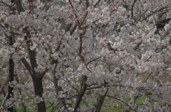 桜に集う動物たち（ヒヨドリ編）