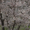 桜に集う動物たち（ヒヨドリ編）