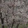 桜に集う動物たち（ヒヨドリ編）
