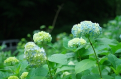 大平山あじさい坂_開花情報20110611_①