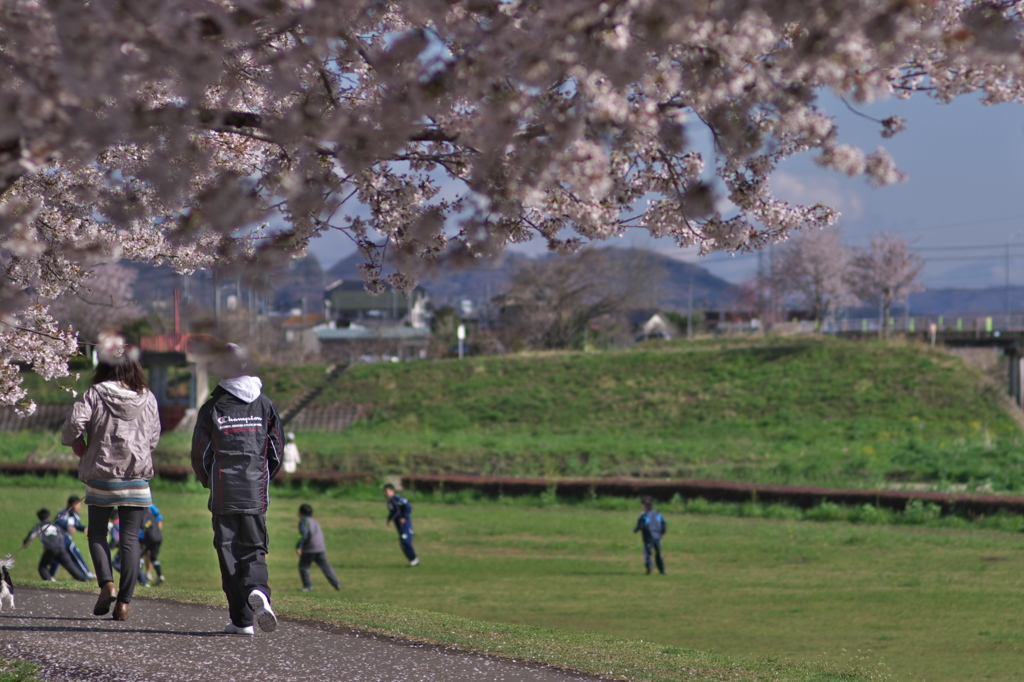 桜・朝散歩