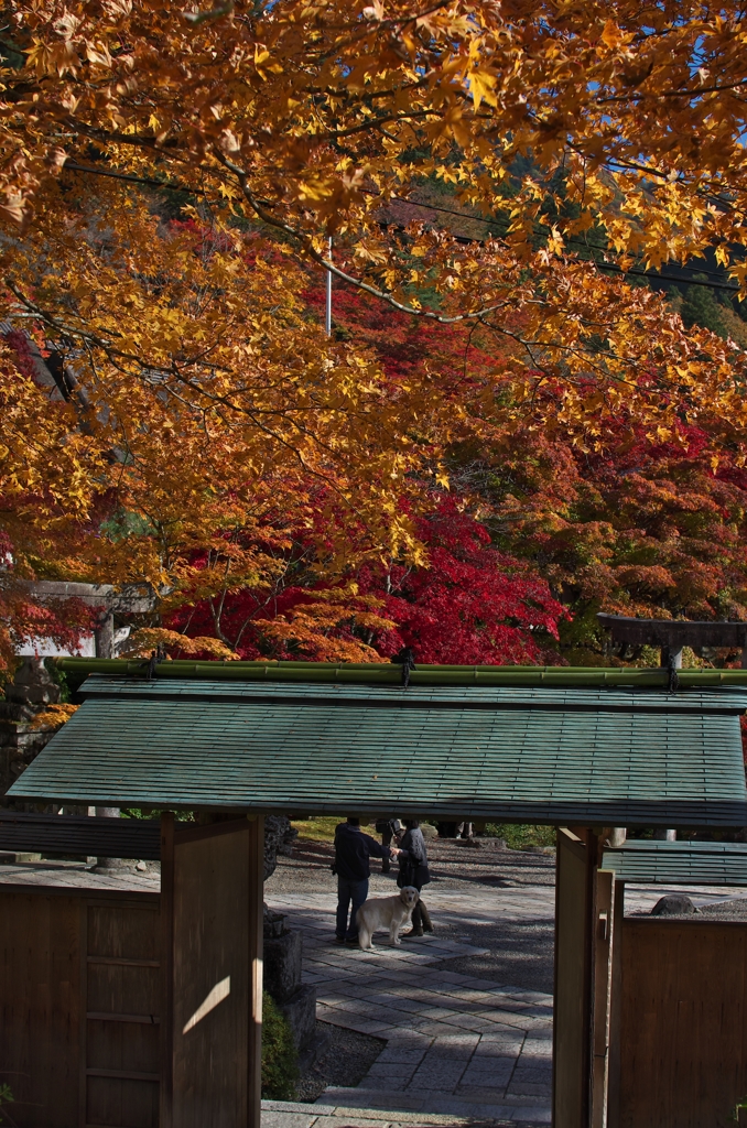 古峯神社の紅葉