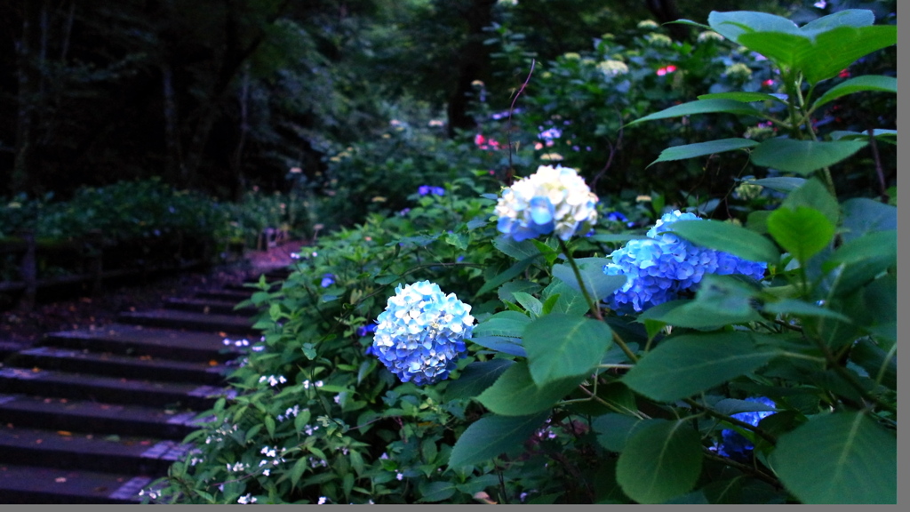 大平山_あじさい坂_開花情報②