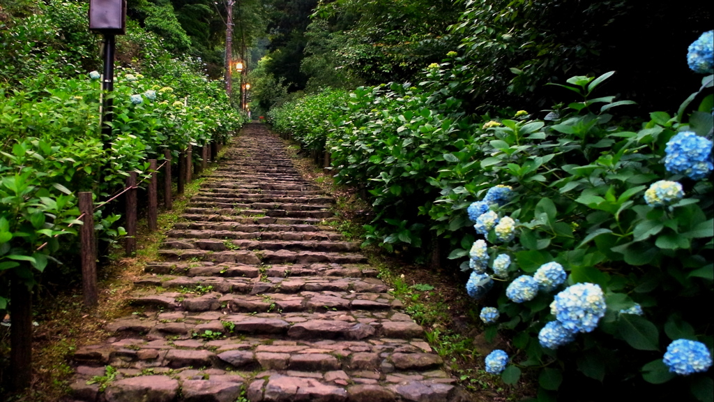 大平山_あじさい坂_開花情報④