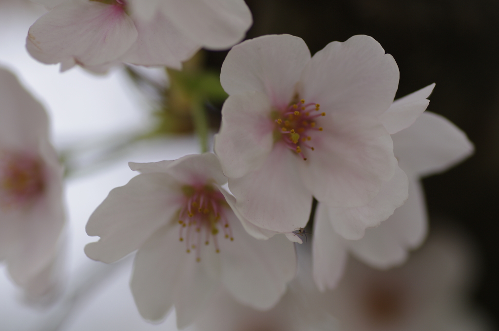宮の桜（栃木市）