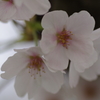 宮の桜（栃木市）