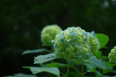 大平山あじさい坂_開花情報20110611_②