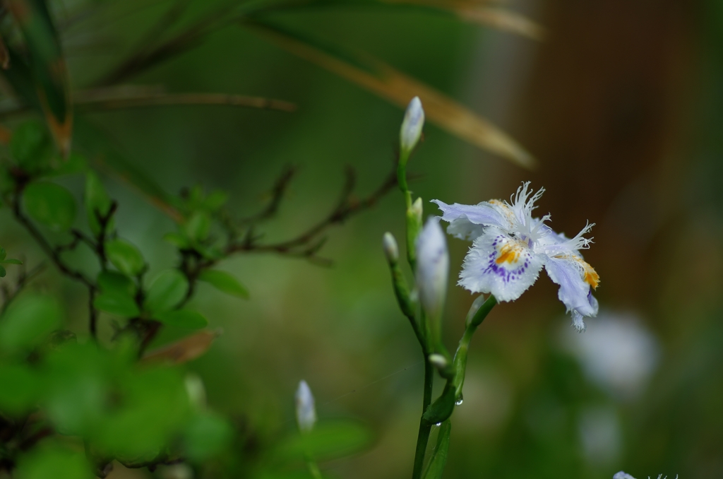 開花