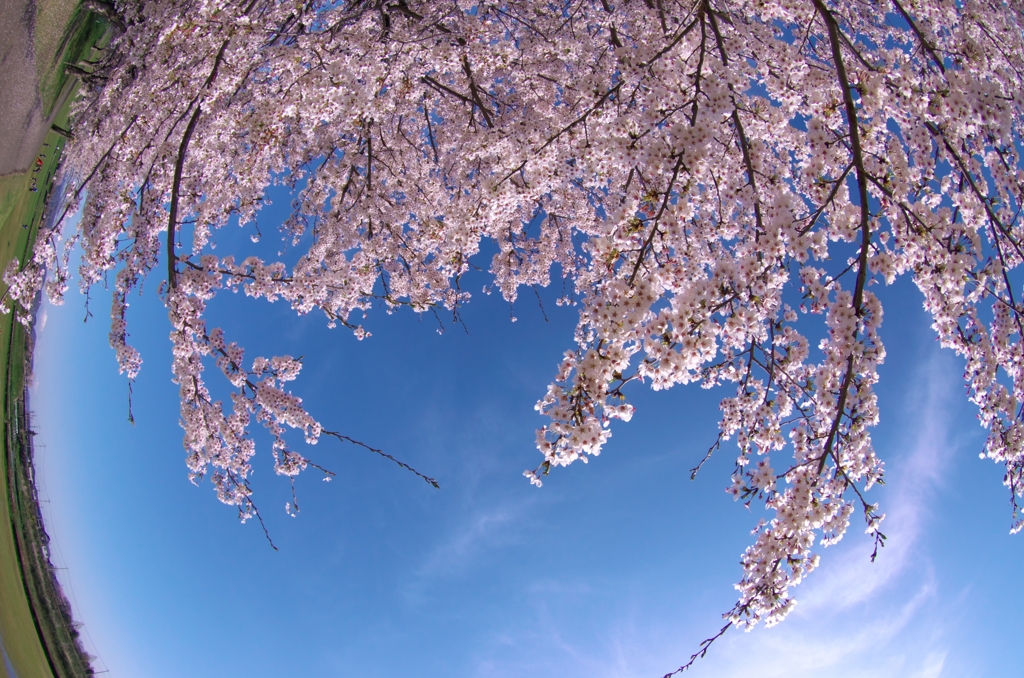 桜・見上げてごらん①