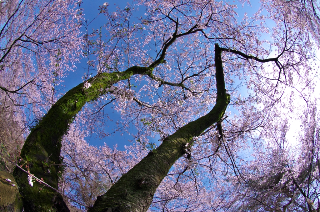 桜・見上げてごらん②