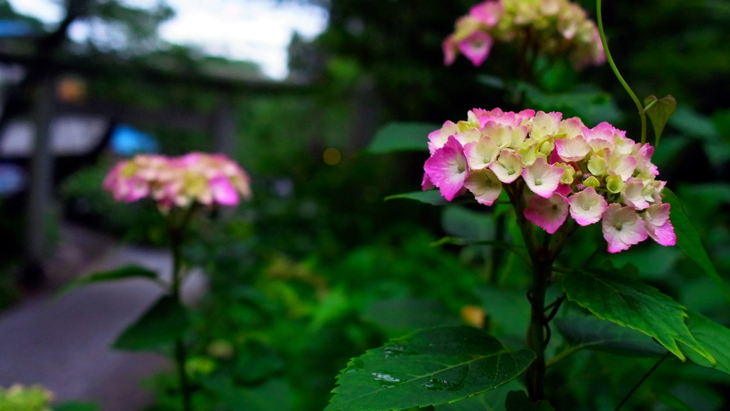 大平山_あじさい坂_開花情報③