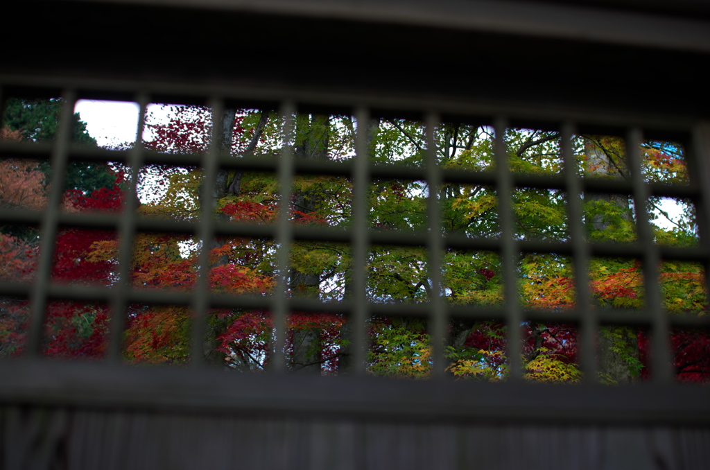 古峯神社の紅葉(格子からの眺め）