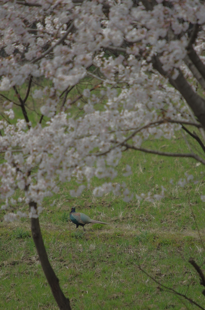 桜に集う動物たち（キジ編）