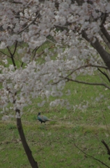 桜に集う動物たち（キジ編）