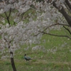 桜に集う動物たち（キジ編）
