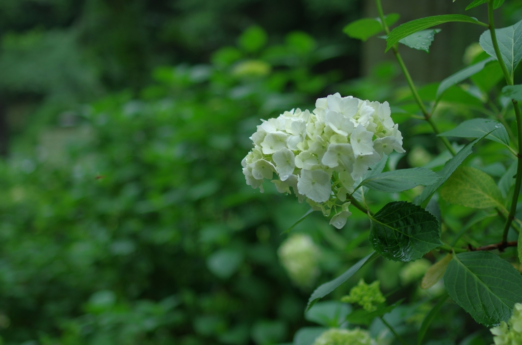 大平山あじさい坂_開花情報20110611_②