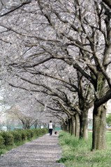 ジョギングロード桜並木（栃木市・永野川公園）
