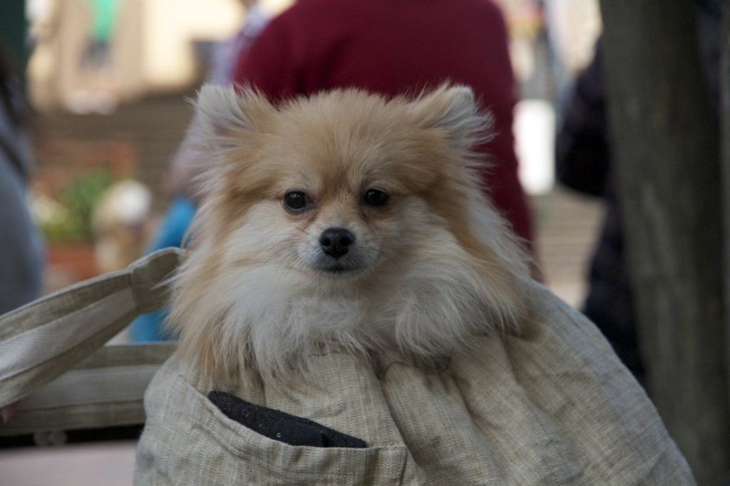 袋に入った犬