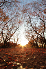 晩秋の夕暮れ