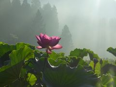 蓮