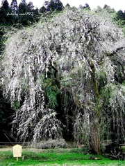 千恵子桜