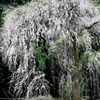 千恵子桜