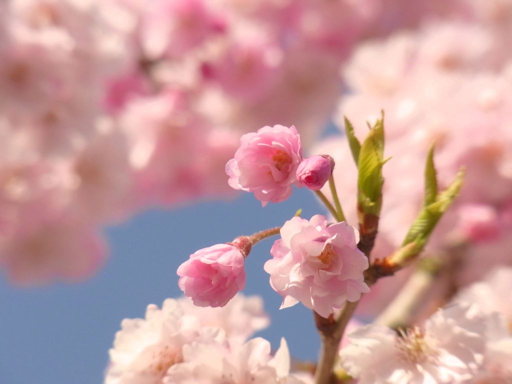 桜