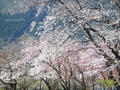 樹木公園の桜