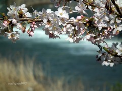 犀川の桜