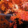 金剱宮の紅葉