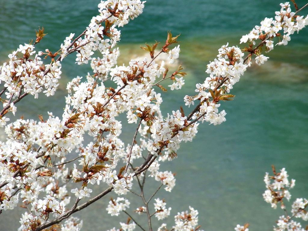 桜