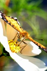 ツマグロヒョウモン３