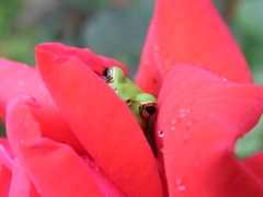 バラにカエル