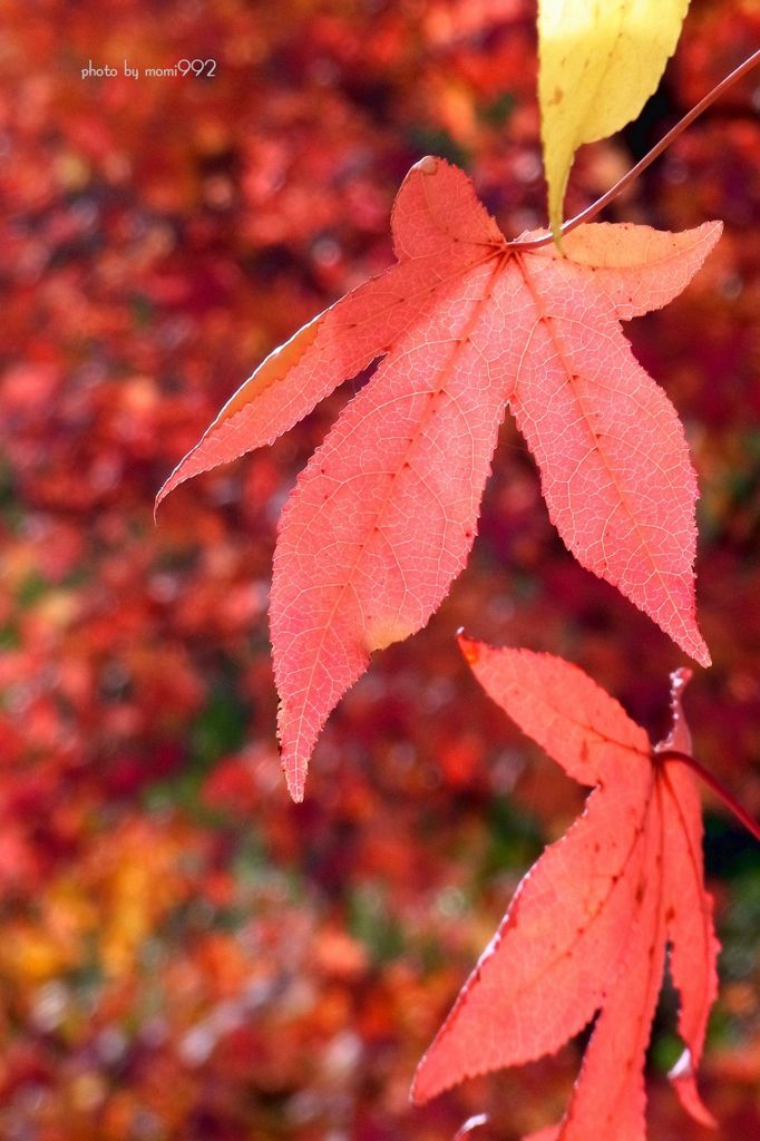 北陸先端科学技術大学院大の紅葉