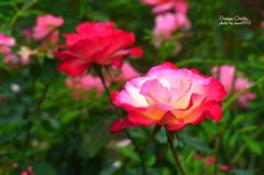 プリンセス　チチブ