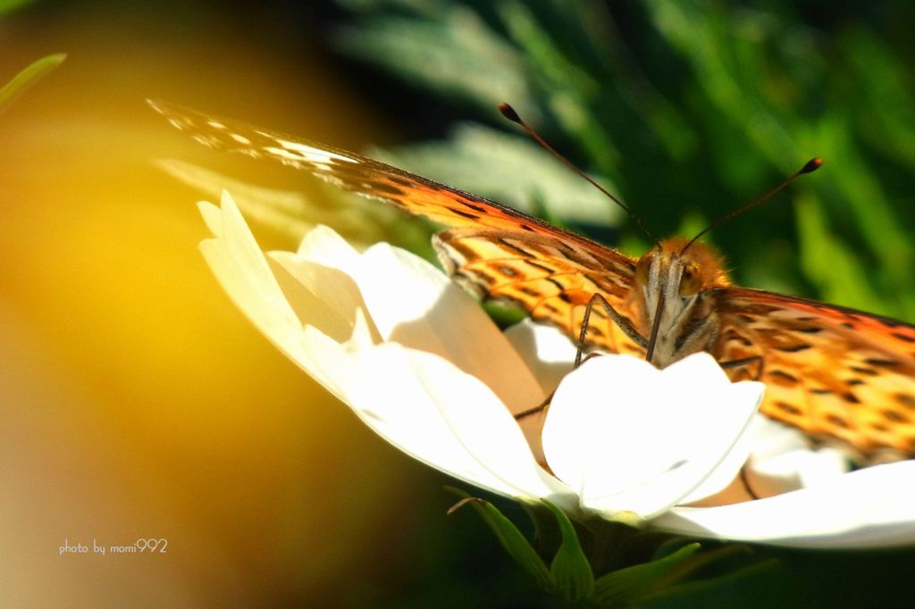 ツマグロヒョウモン２