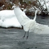 白い鳥の移動