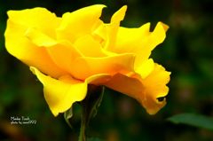 マイダス　タッチ