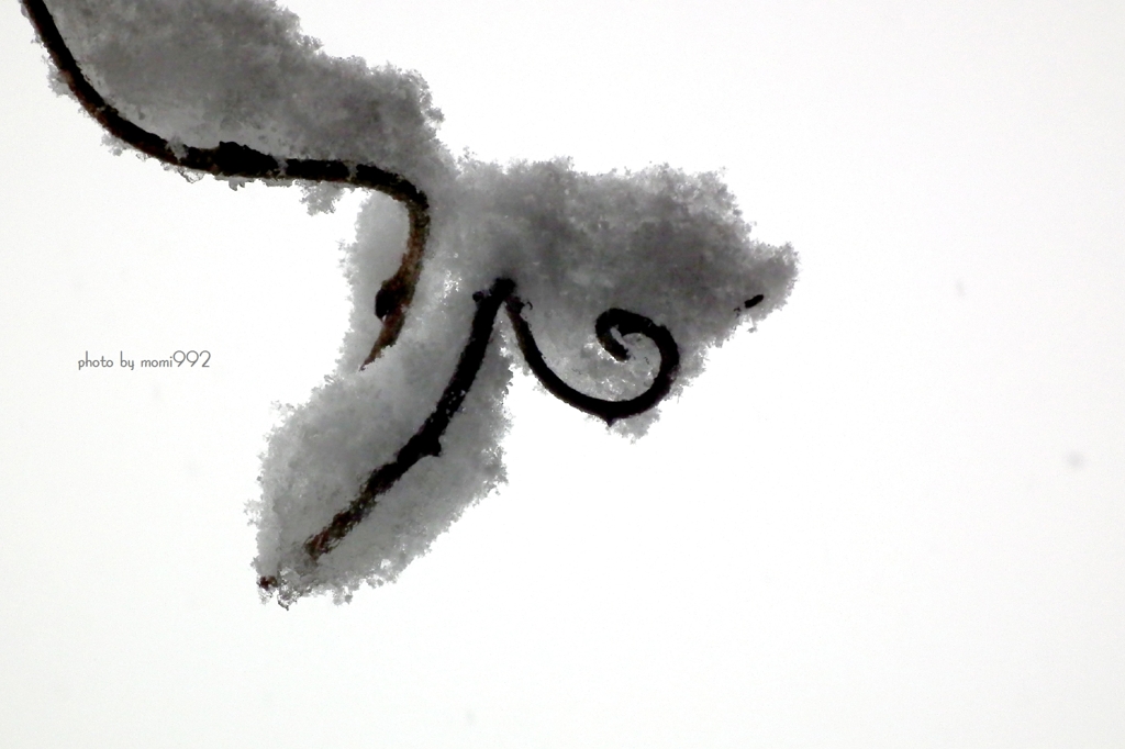 雪の中の散策d