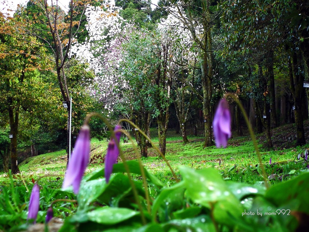 樹木公園のカタクリ