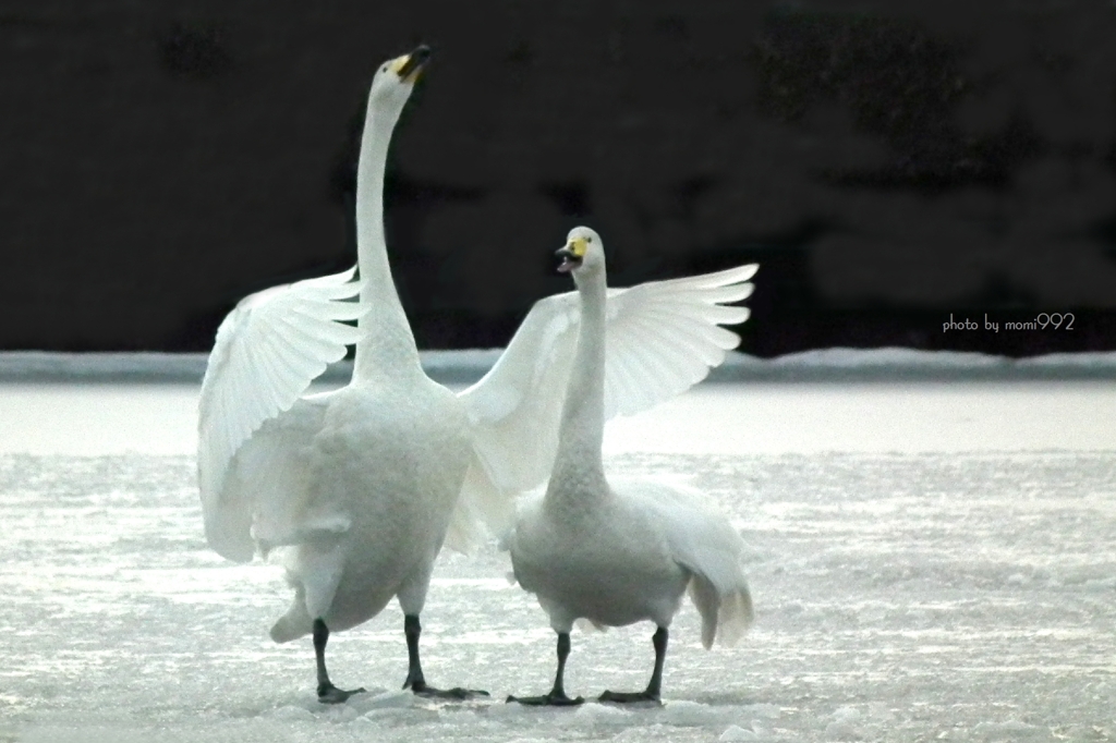 氷見の白鳥