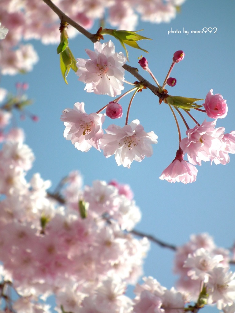 八重枝垂れ桜