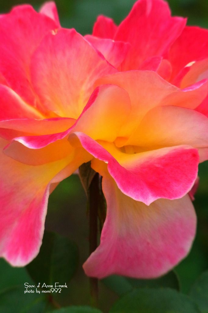 スーブニール　ドゥ　アンネ　フランク