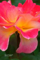 スーブニール　ドゥ　アンネ　フランク