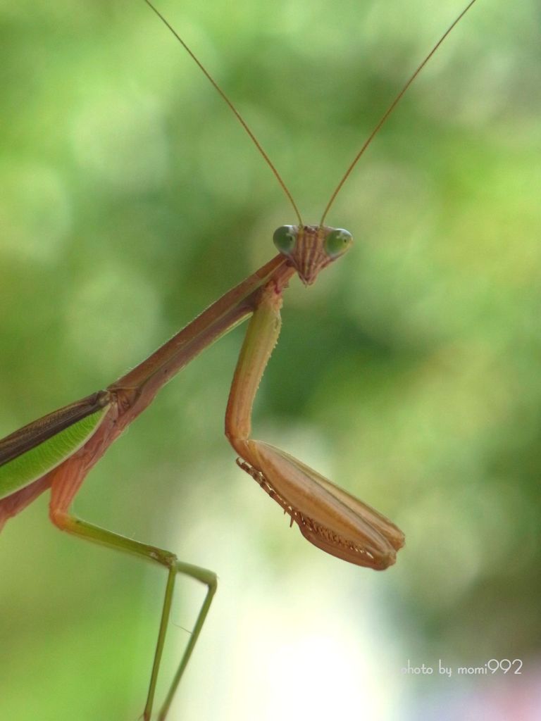 カマキリ