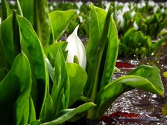 憩いの森の水芭蕉