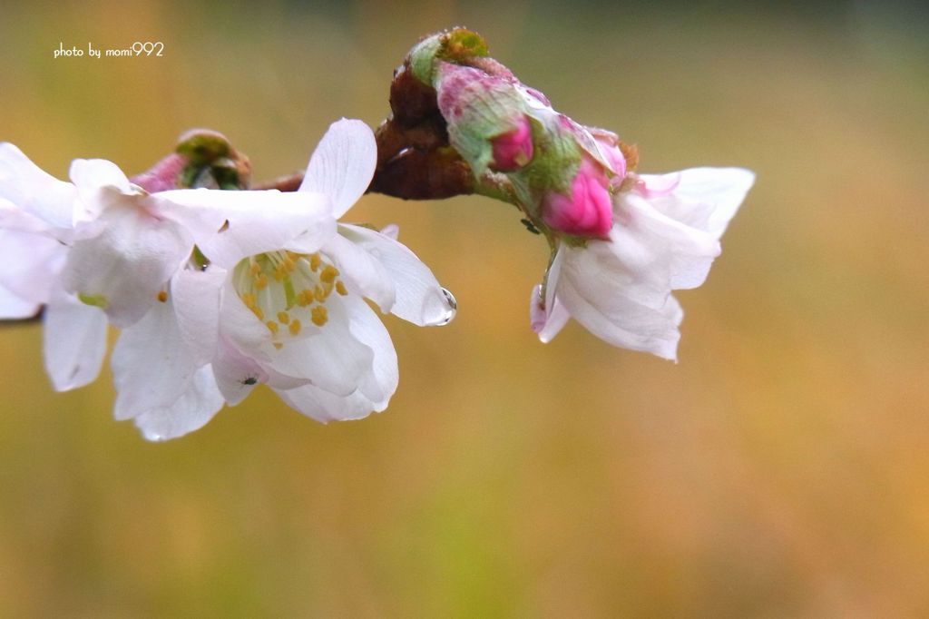 季節外れの桜