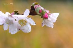 季節外れの桜