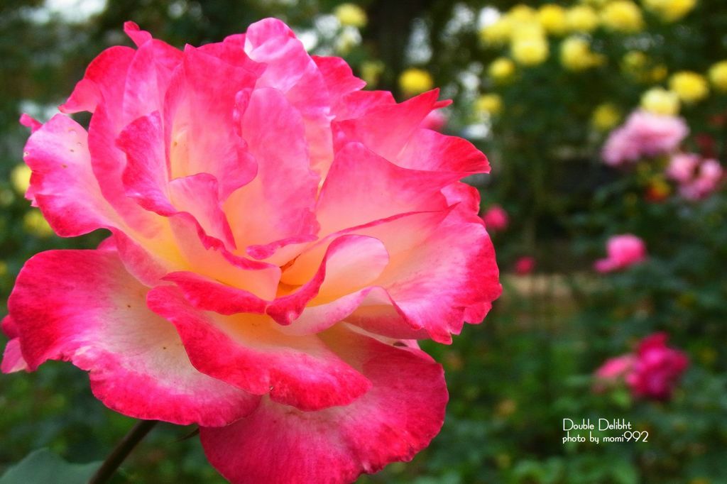 ダブル　デライト