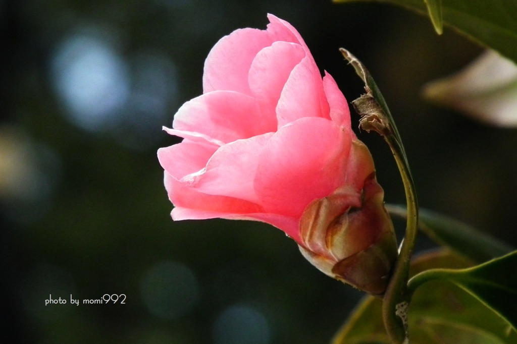 樹木公園の一輪